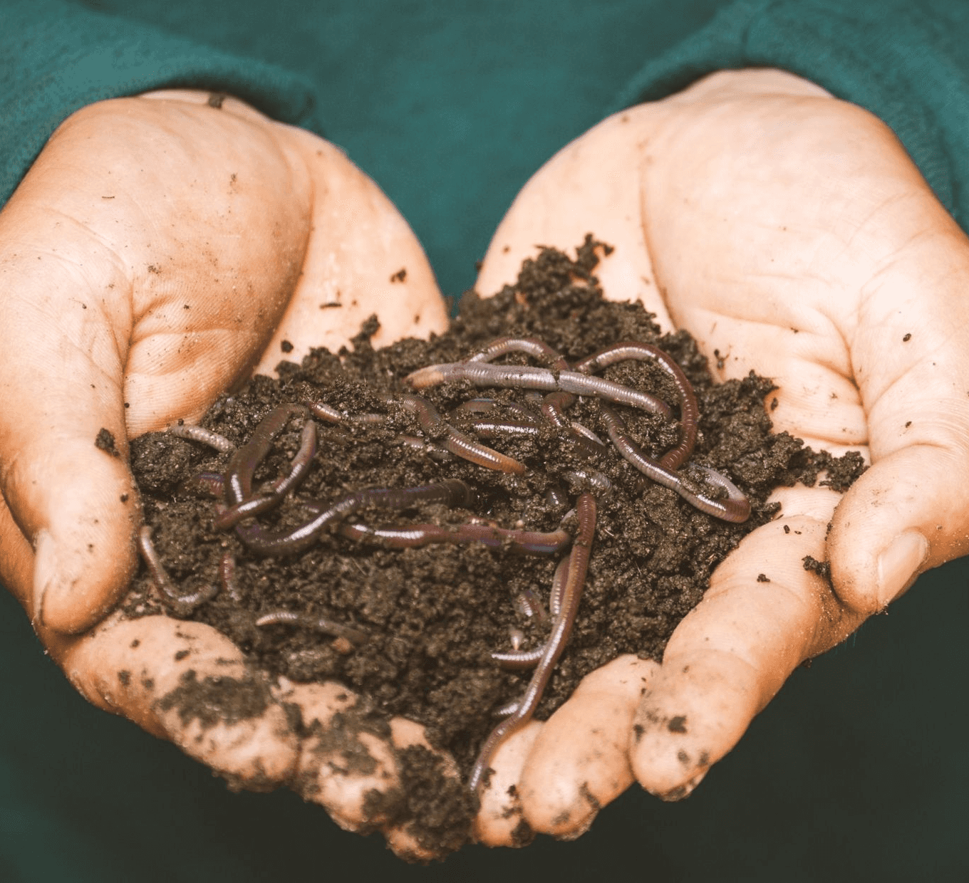 Jak založit kompost v bytě? Zkuste vermikompostování!