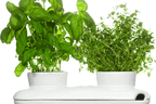Jak si vypěstovat čerstvé bylinky i v paneláku