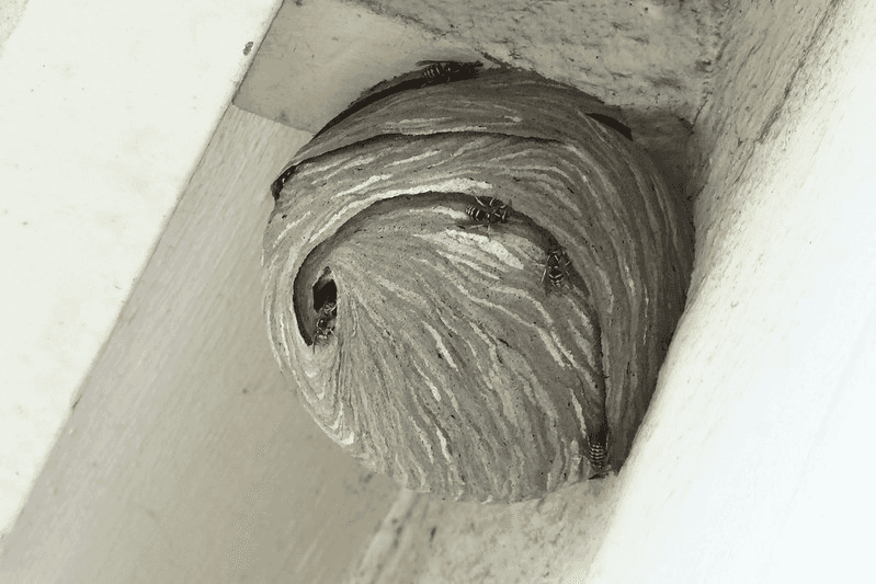 Našli jste na domě sršní nebo vosí hnízdo? Zlikvidujte škůdce bezpečně