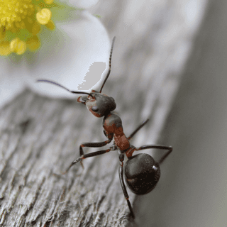 Pět tipů, jak mít domov bez obtížného hmyzu!