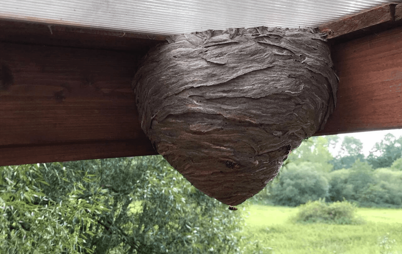 Sezóna vos začíná – likvidaci vosího hnízda přenechte profesionálům
