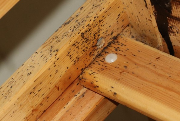 Účinná likvidace štěnic svépomocí: co funguje a co ne?